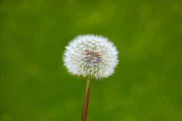 Beautiful close up of a dandelion in spring.