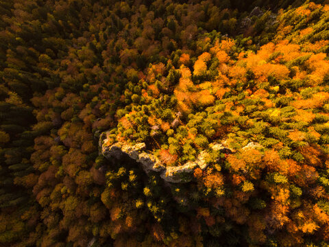 Aerial perspective over the forest in autumn season