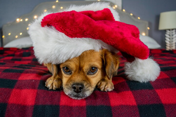 Cute dog wearing red santa hat