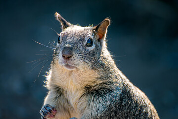 Fototapeta premium Closeup of cute California squirrel, looking at camera.