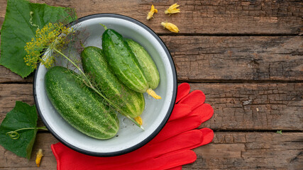 Cucumbers grown by a farmer on dark wooden background. Space for text

