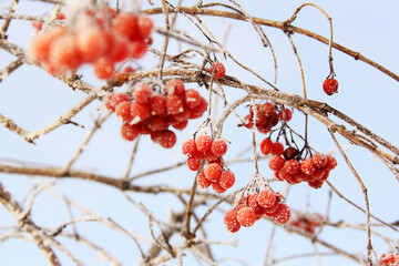 Winter frozen viburnum under the snow. Viburnum in the snow. Red berries. Wonderful winter. Hoarfrost