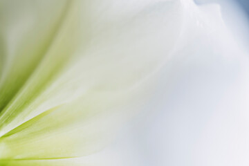 Fototapeta na wymiar Close up sur les pétales d'une fleur blanche amaryllis - Arrière plan texturé douceur et blancheur