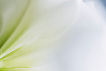 Close up sur les pétales d'une fleur blanche amaryllis - Arrière plan texturé douceur et...