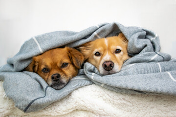Two cute dogs lying down wrapped in grey blanket