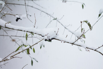 Black berries on branches with snow and freez