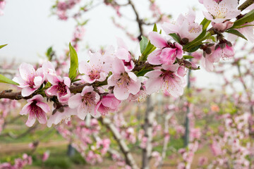 floración de las nectarinas en el mes de febrero en el mediterráneo