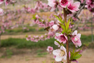 Fototapeta premium Abeja sobre volando las flores de nectarina en el mes de febrero 
