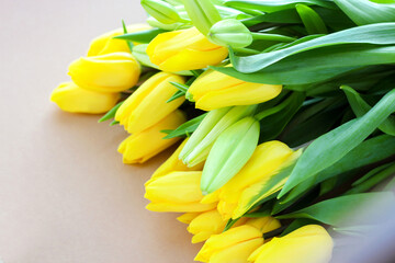 yellow tulips on a beige background. Beautiful spring-yellow flowers
