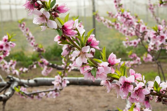 floraci&oacute;n de las nectarinas en el mes de febrero en el mediterr&aacute;neo