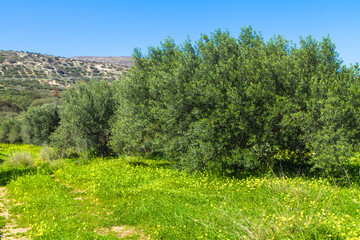 Fototapeta na wymiar Olive trees grove in the Mediterranean island of Crete, Greece.