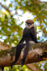 Sitting monkey on the tree