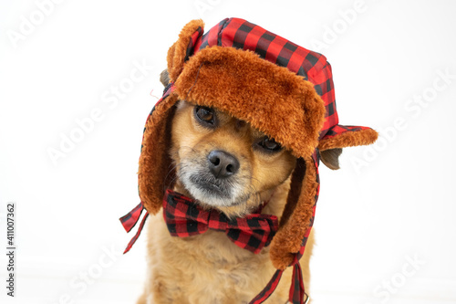 dog trapper hat