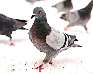 Feral pigeon (Columba livia domestica) during snow storm in the Toronto Beaches 