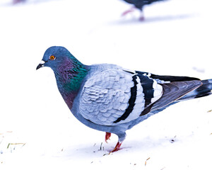 Feral pigeon (Columba livia domestica) during snow storm in the Toronto Beaches