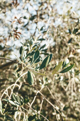 Close up of branches and leaves of an olive tree.