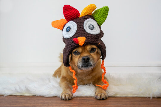 Cute dog wearing turkey knit hat