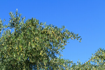 Olive tree branch with green olives in summer blue sky. Crete Island, Greece.