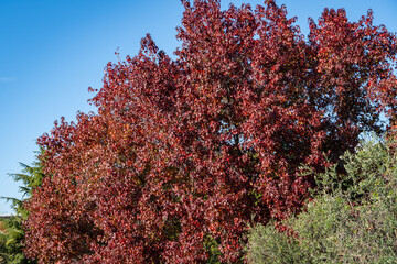 Liquidambar styraciflua or American sweet gum with red and purple leaves against blue December sky. Branches of amber tree on clear sunny day in cooperative park near Sochi commercial seaport.