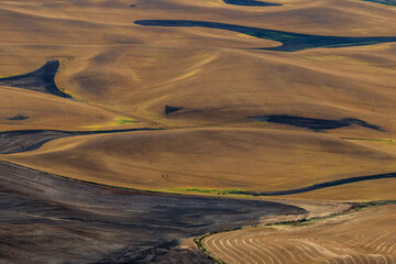 Fototapeta premium Autumn Fields in the Palouse