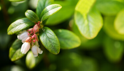 Flowering Vaccinium vitis-idaea macro view. The process of growth and ripening of organic lingonberry berries. Shallow depth of field. selective focus.