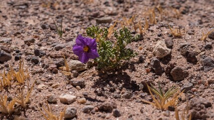 A purple flower in the desert
