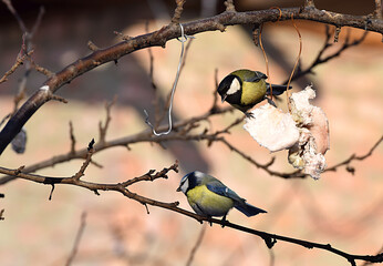 Obraz premium The Great Tit and blue tit feed on lard in the garden.