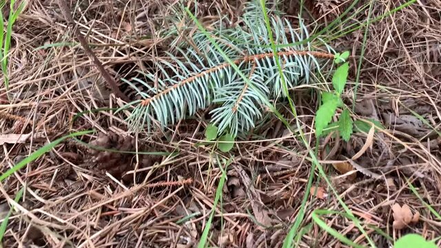 Panning macro shot of a ground covered with dry pine needles with pine cone and fir branch