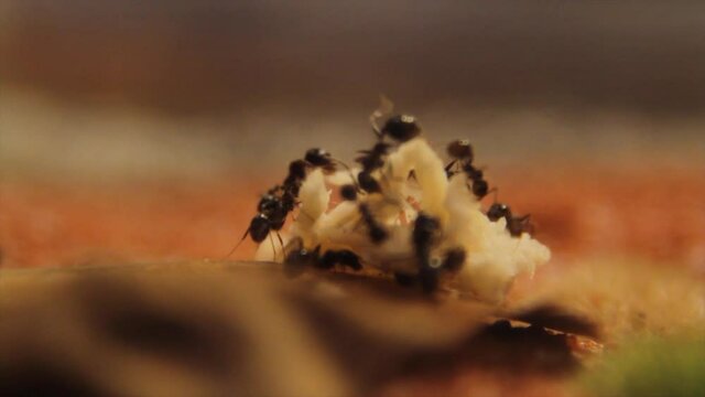 Black ants on a natural background. Messor structor eats chicken