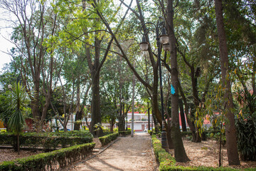 Peaceful park with trees and bushes in Mexico City