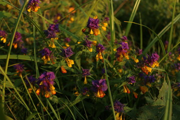 iris in the field in summer