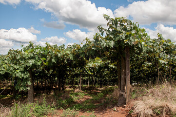 grape vines in the vineyard