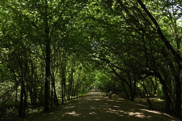Obraz premium green forest in summer