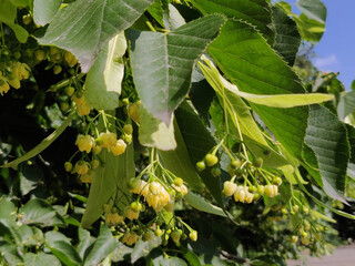 Linden flowers blossoming on a tree in summer
