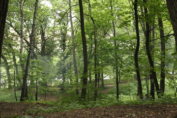 Fototapeta na wymiar forest after rain in summer