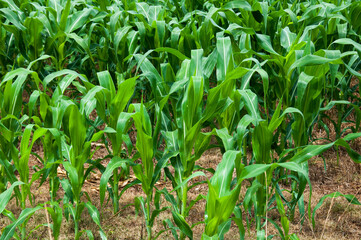 corn field in the morning