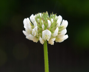 White clover blooms