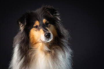 Close up of a Scottish Collie head looking wise to the right with copy space on a black background