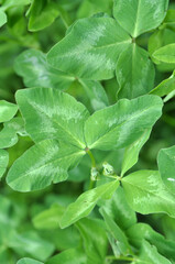 In the spring field young clover grows