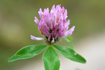 Blossom of the clover of red
