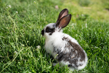 Fototapeta premium Small rabbit with black and white fur on green grass.