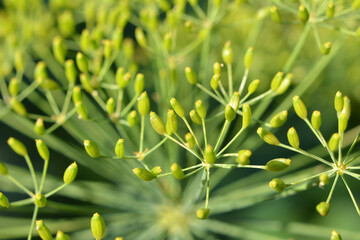 Fototapeta na wymiar Dill (Anethum graveolens) grows in the garden