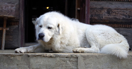Pensive Polish Tatra Sheepdog in front of house.  - obrazy, fototapety, plakaty