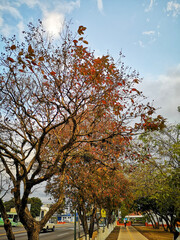 autumn in the park