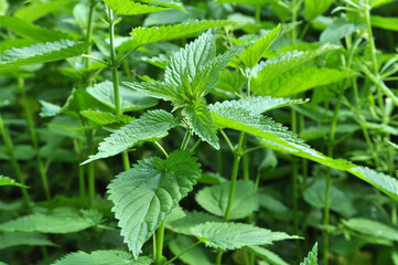 Natural overgrown nettles dioecious (Urtica dioica).