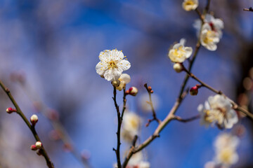 白梅と青空、2月の横浜大倉山公園
