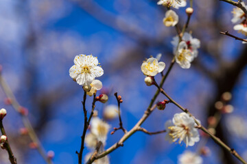 白梅と青空、2月の横浜大倉山公園