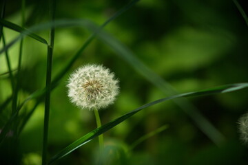 Dandelion flower with fluffy seed stalks on a gentle blurred green background