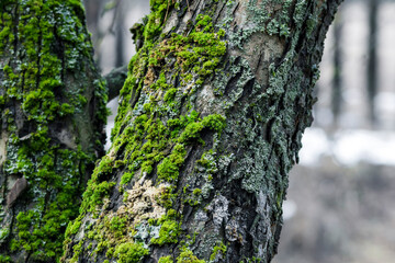Tree trunk in the forest, covered with moss and lichen