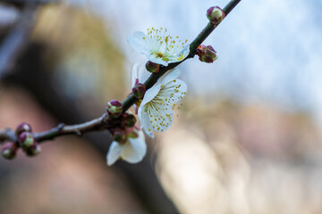 白梅と蕾、2月横浜大倉山公園